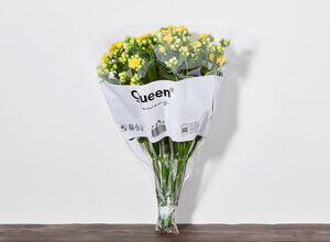 QUEEN Kalanchoe Çiçek Demeti 6'lı