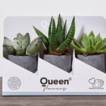 QUEEN Beton Saksılı Succulent Bitki 3 Adet