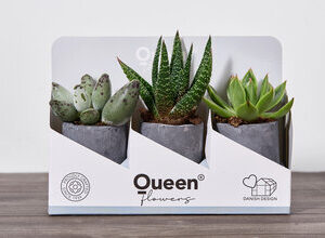 QUEEN Beton Saksılı Succulent Bitki 3 Adet